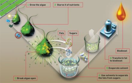 How biofuels are made from algae